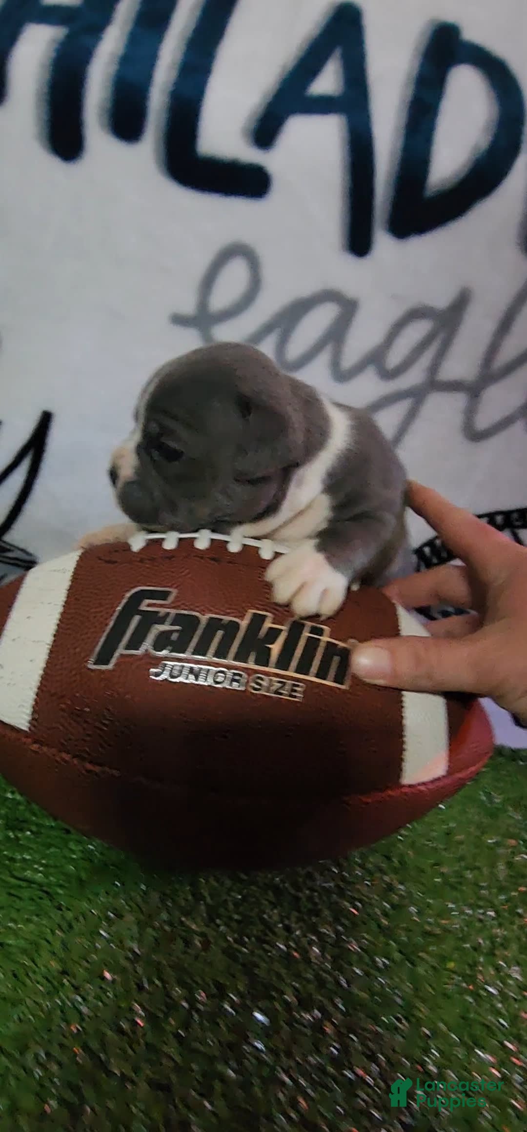 American Bully dogs for sale: Ashley - Image 3