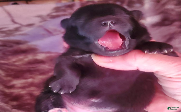 Pomeranian dogs for sale - Ad 3