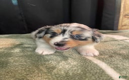 Australian Shepherd dogs for sale: Coral - Image 1