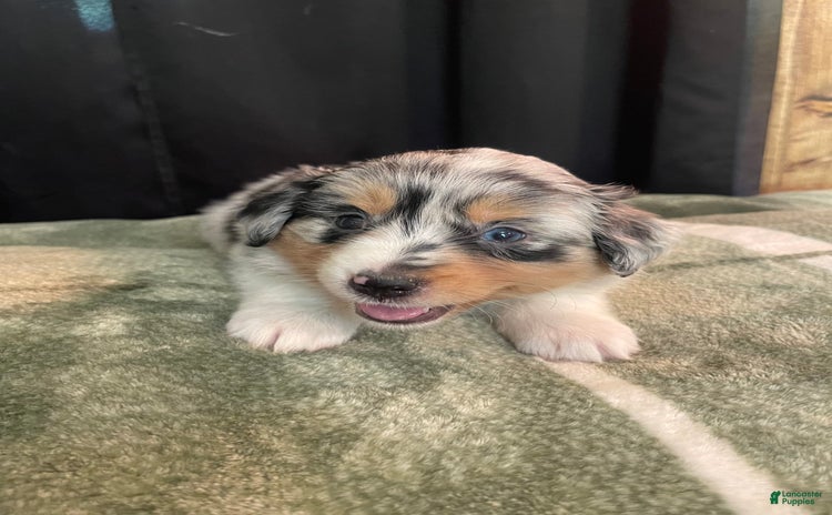Australian Shepherd dogs for sale - Ad 1