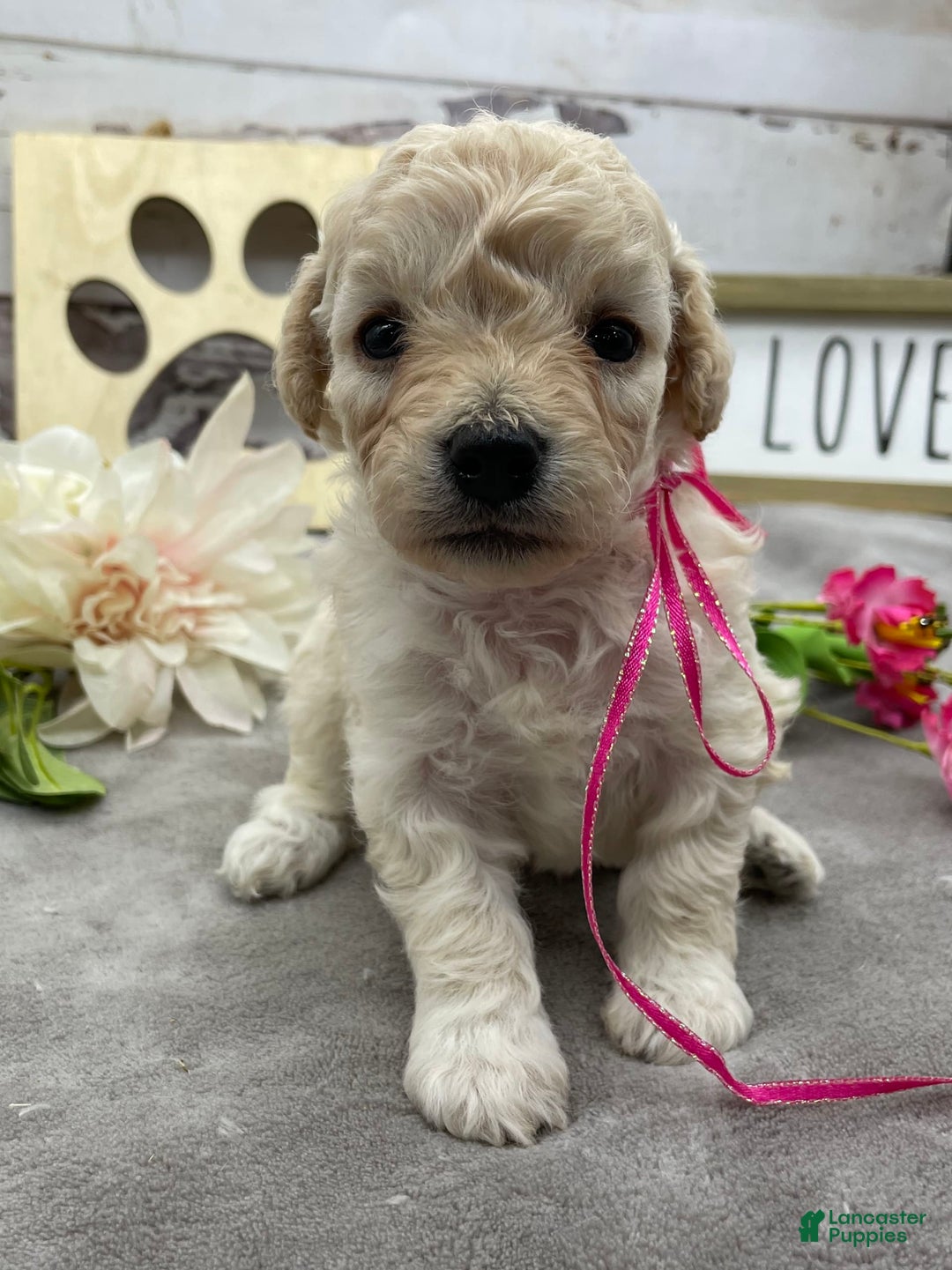 Miniature Poodle dogs for sale: Trixy - Image 10