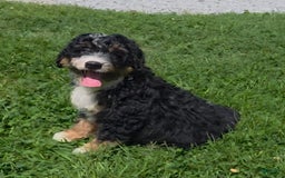 Mini Bernedoodle dogs for sale: Hazel - Image 2
