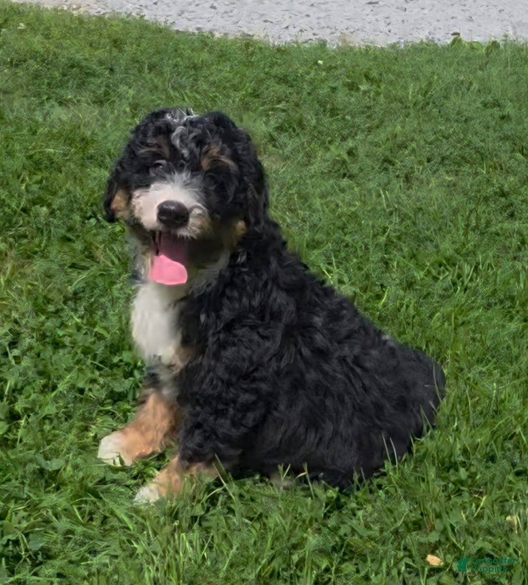 Mini Bernedoodle dogs for sale: Hazel - Image 2