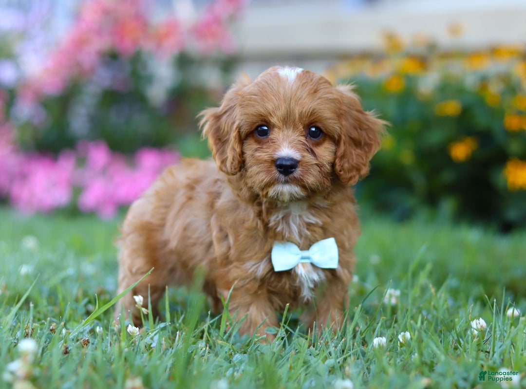Cavapoo dogs for sale: Cavapoo 4 puppies - Image 8
