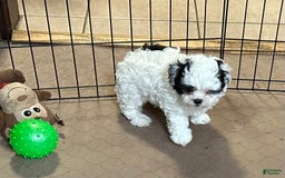 Shihpoo dogs for sale: Oreo - Image 4