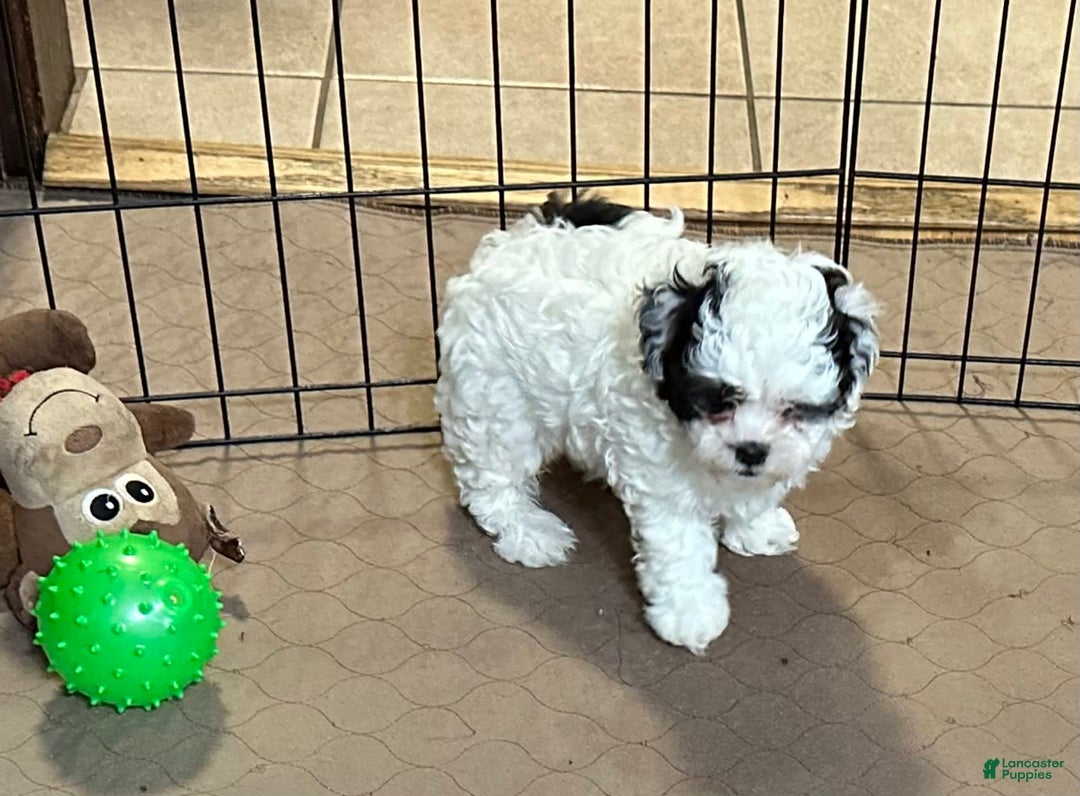 Shihpoo dogs for sale: Oreo - Image 4