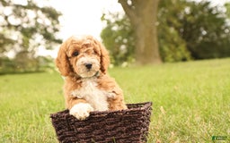 Mini Goldendoodle dogs for sale: Lily - Image 9