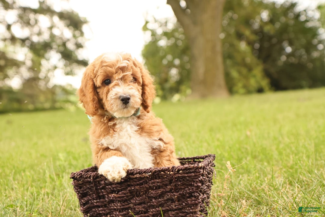 Mini Goldendoodle dogs for sale: Lily - Image 9
