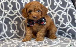 Cockapoo dogs for sale: Cockapoo 3 puppies - Image 7
