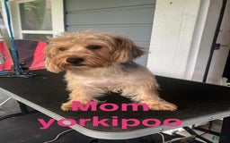 Yorkiepoo dogs for sale: Cookie - Image 7