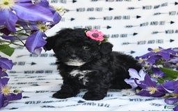 Havapoo dogs for sale: Lollipop - Image 2
