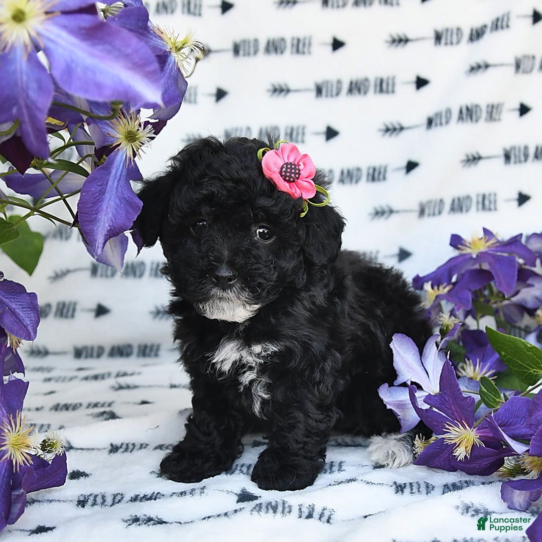 Havapoo dogs for sale: Lollipop - Image 2
