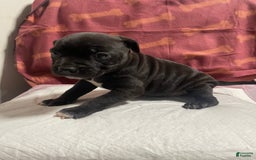 American Bully dogs for sale: Tokyo - Image 3