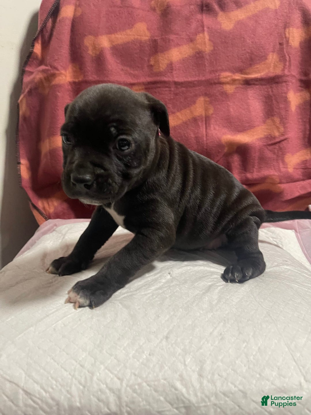 American Bully dogs for sale: Tokyo - Image 3