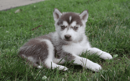Siberian Husky dogs for sale: Reno - Image 4