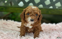 Cavapoo dogs for sale: Bella - Image 22