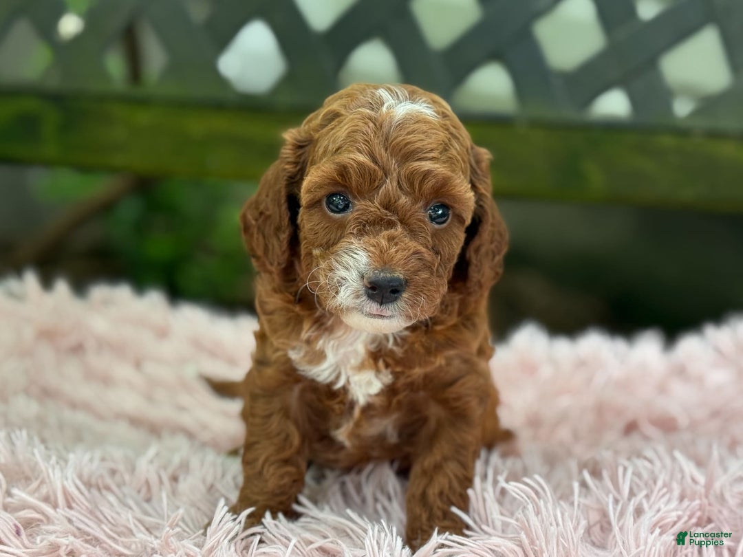Cavapoo dogs for sale: Bella - Image 22