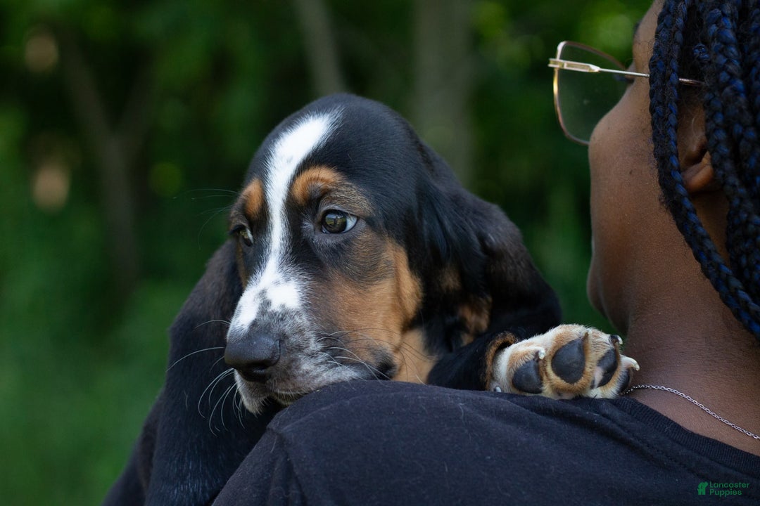 Basset Hound dogs for sale: Jasper - Image 4