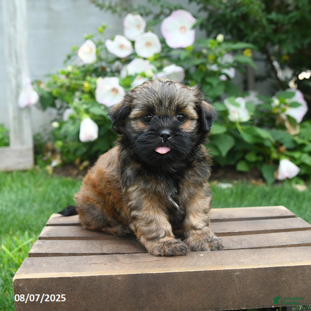 Teddy Bear dogs for sale: Dawn - Image 5