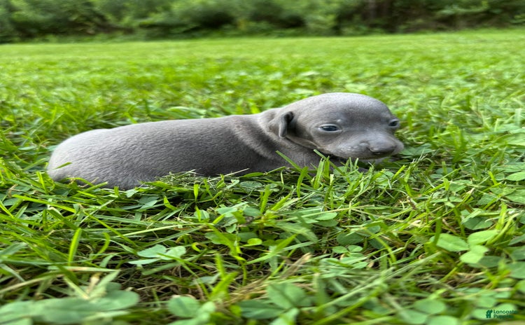 Italian Greyhound dogs for sale - Ad 2