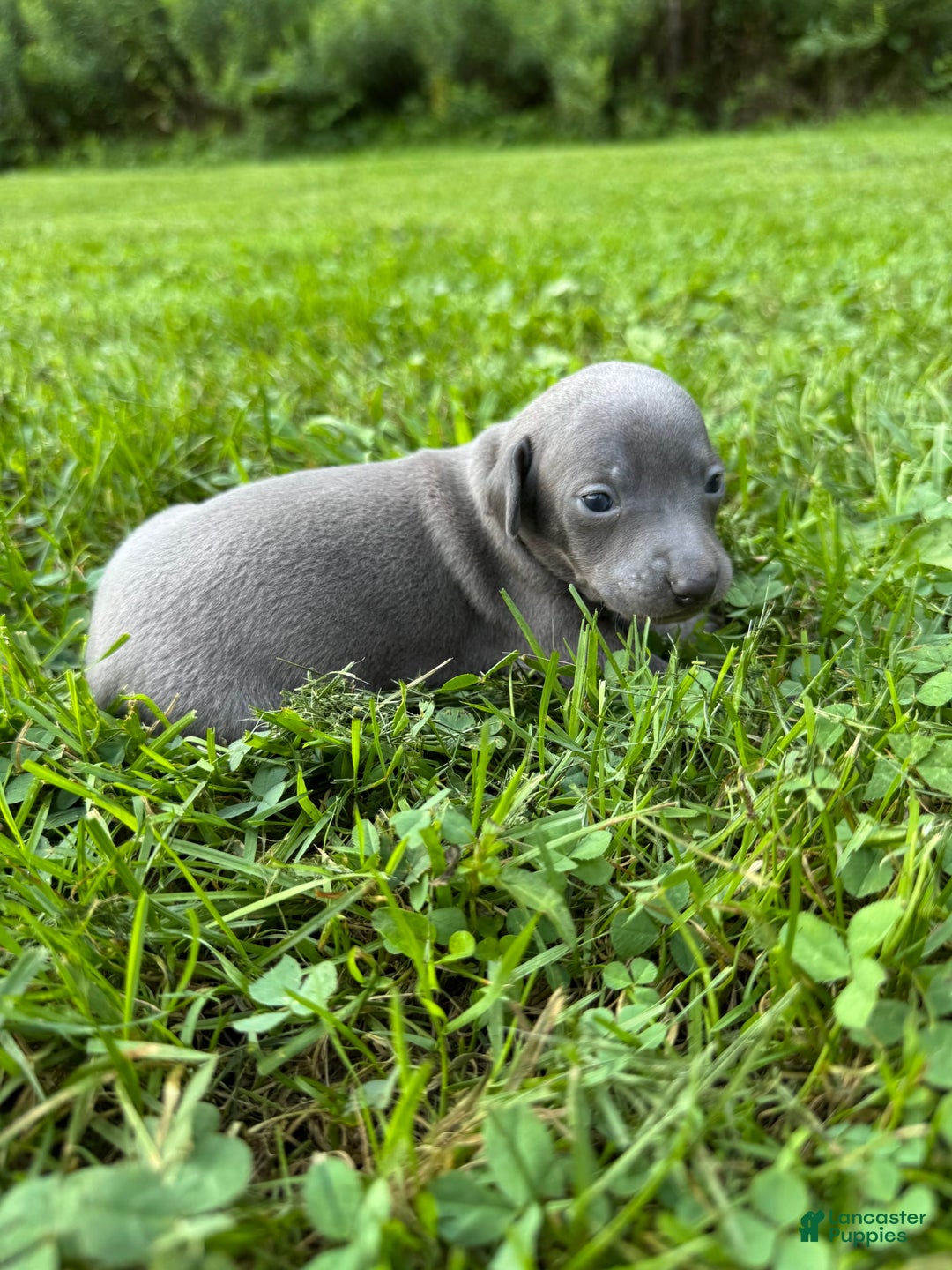 Italian Greyhound dogs for sale: Bobby - Image 1