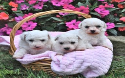 Bichon Frise dogs for sale: Marco - Image 3