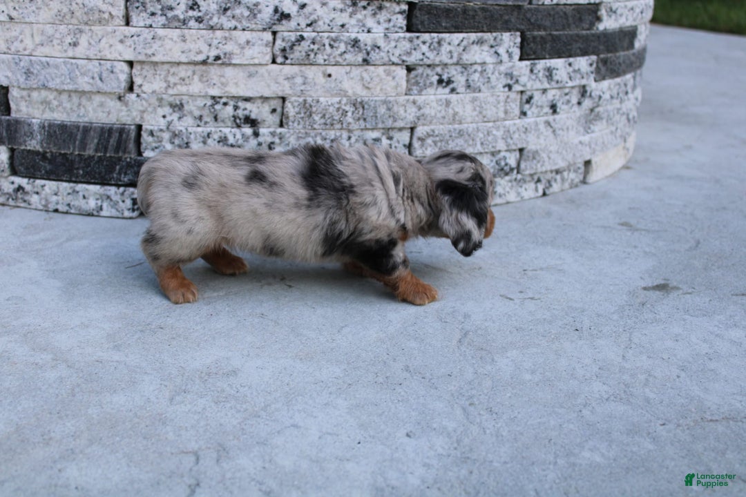 Miniature Dachshund dogs for sale: Carrie Mini - Image 7