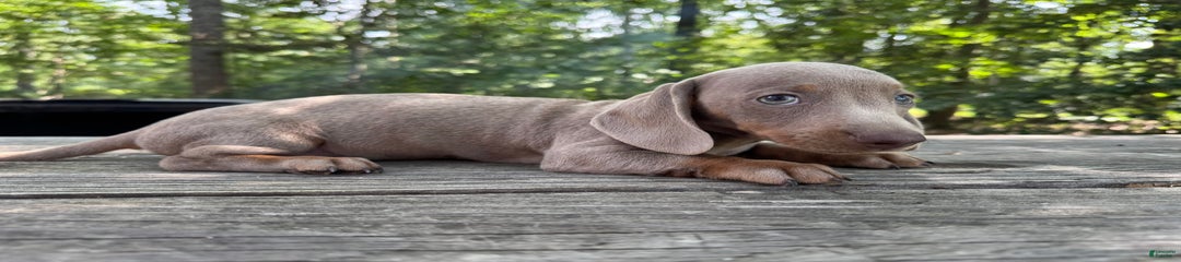Cooper