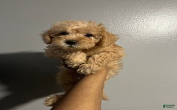 Cavapoo dogs for sale: Charlie - Image 6