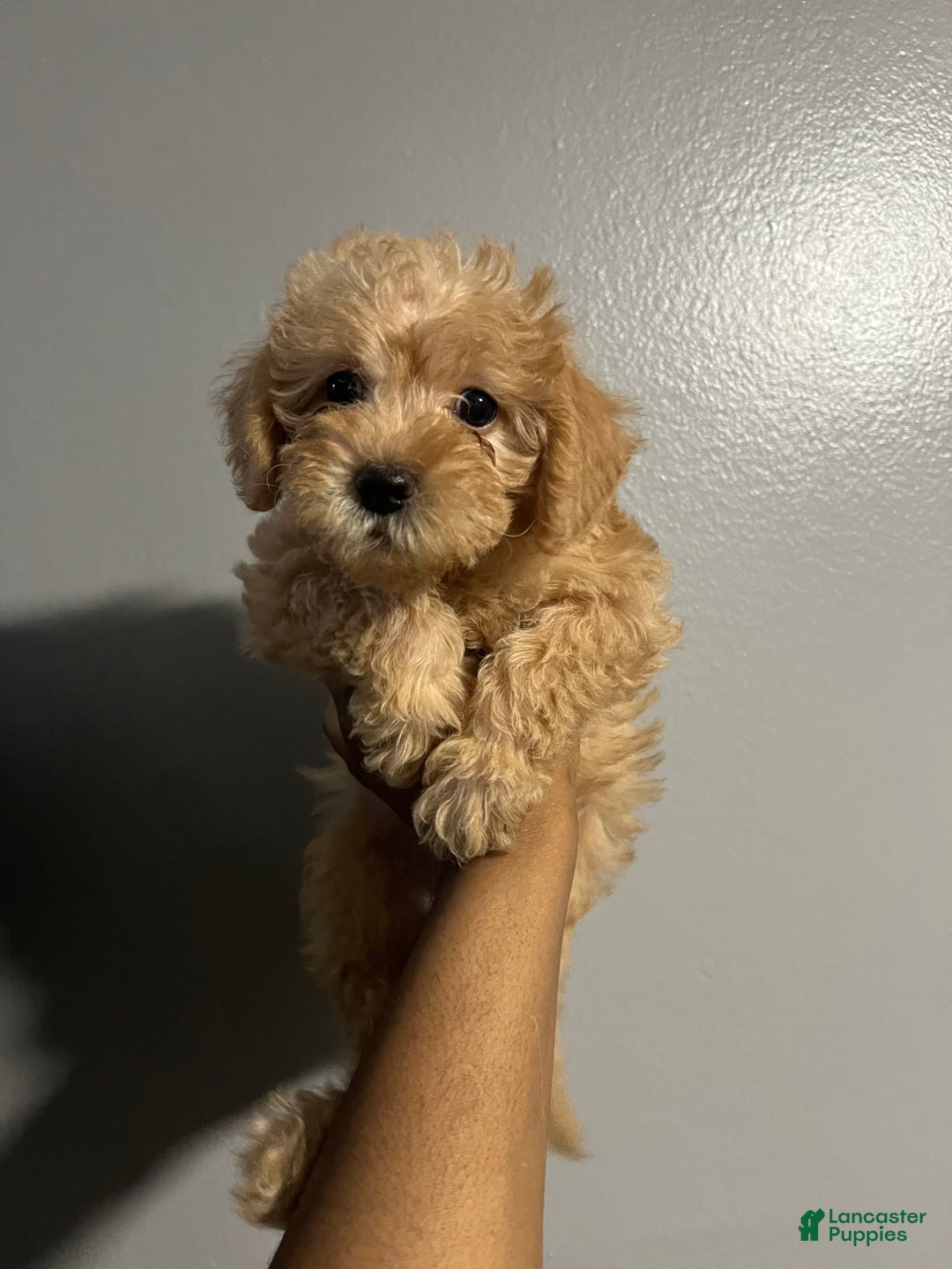 Cavapoo dogs for sale: Charlie - Image 6