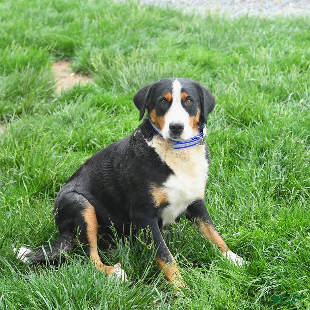 Greater Swiss Mountain Dog dogs for sale: Goldie - Image 15