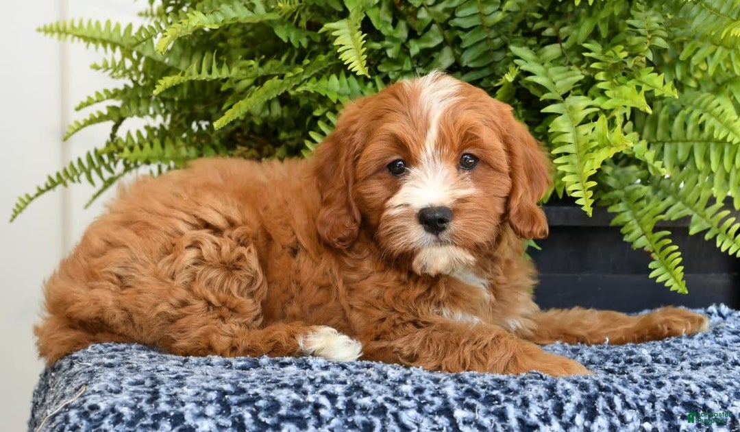 Cavapoo dogs for sale: Peanut - Image 8