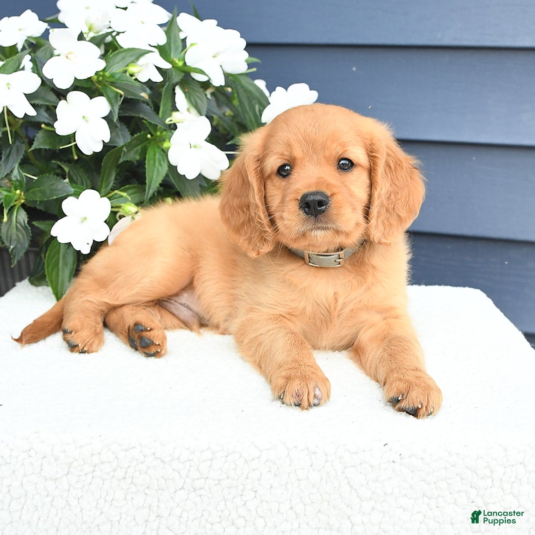 Miniature Golden Retriever dogs for sale: Kevin - Image 3