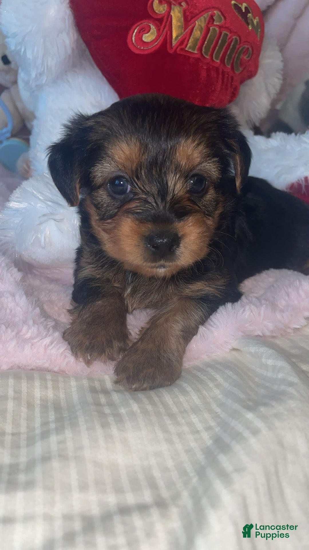 Yorkshire Terrier dogs for sale: Lacie - Image 3