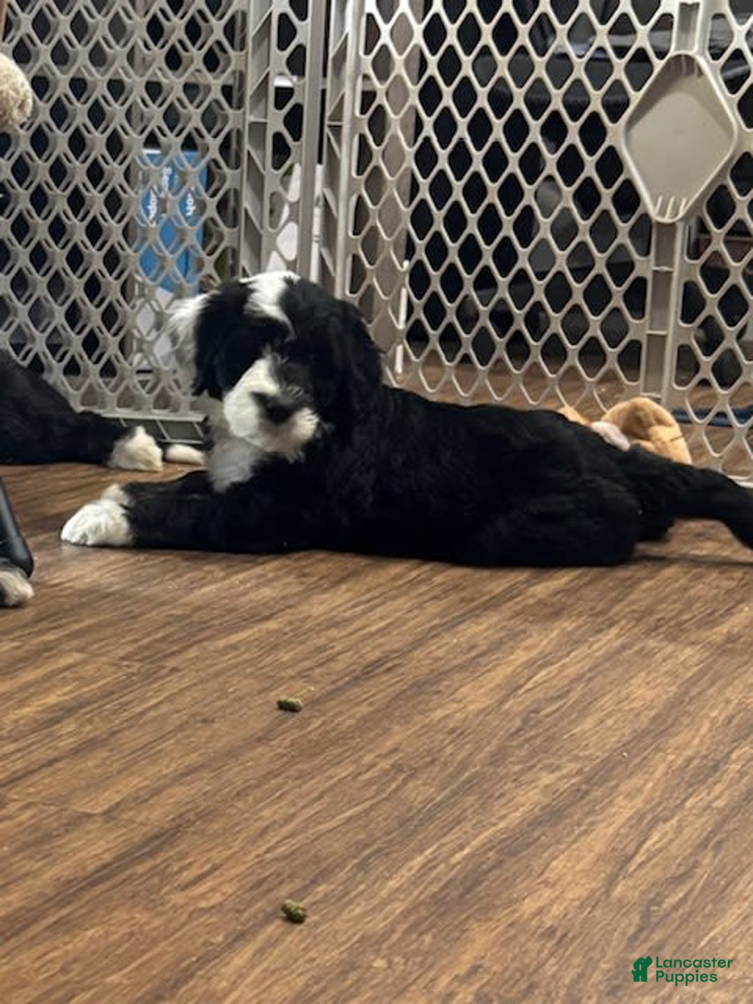 Old English Sheepdog dogs for sale: Yellow Girl - Image 6