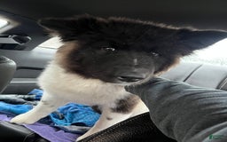 Akita dogs for sale: Puppy - Image 12