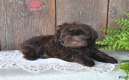 Havapoo dogs for sale: Robin - Image 3