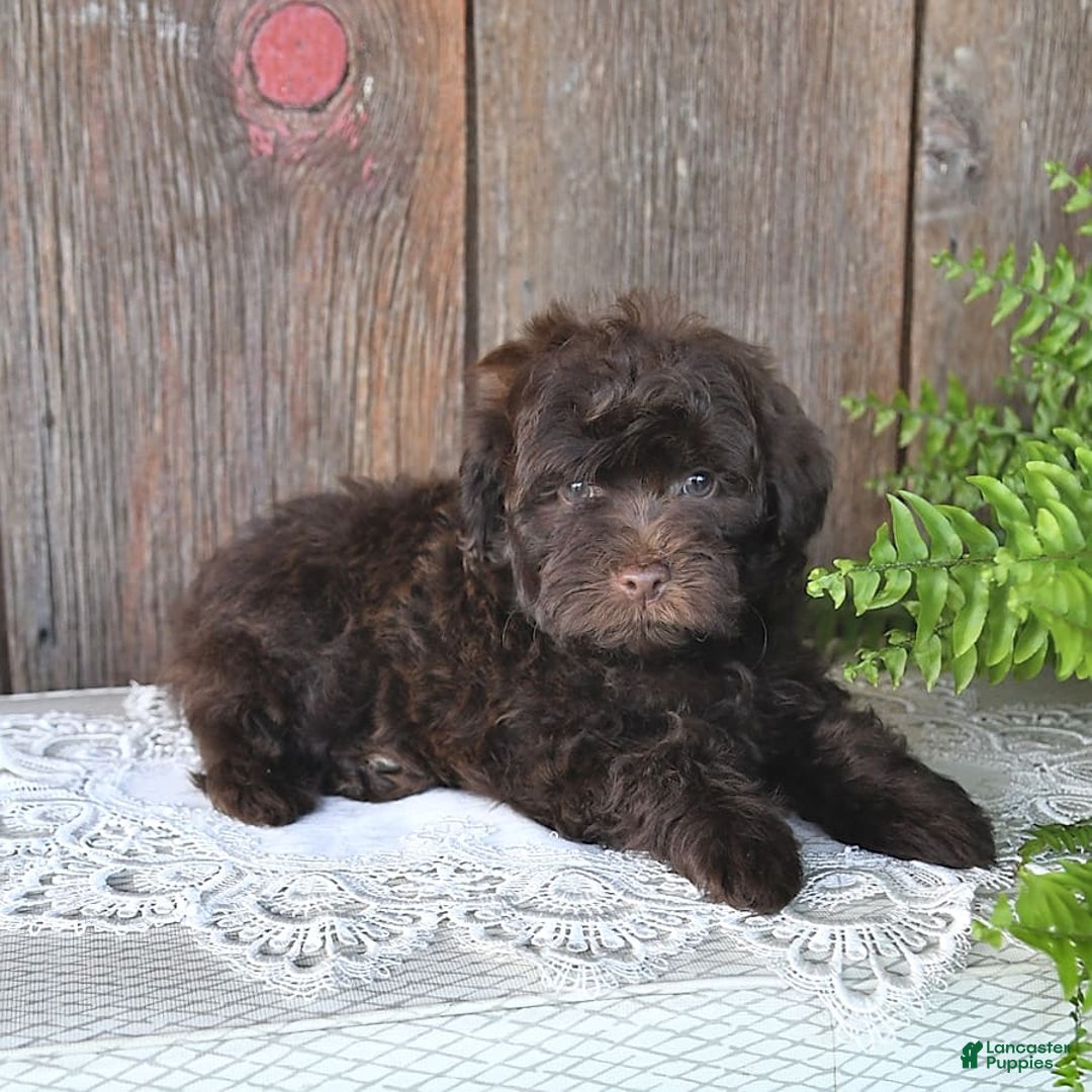 Havapoo dogs for sale: Robin - Image 3