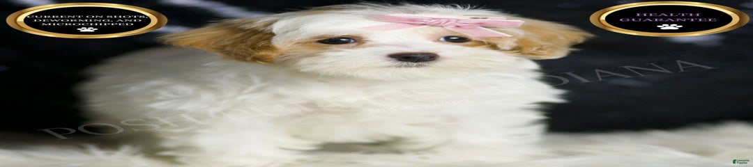 Tootie