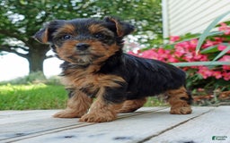 Yorkshire Terrier dogs for sale: Tia - Image 3