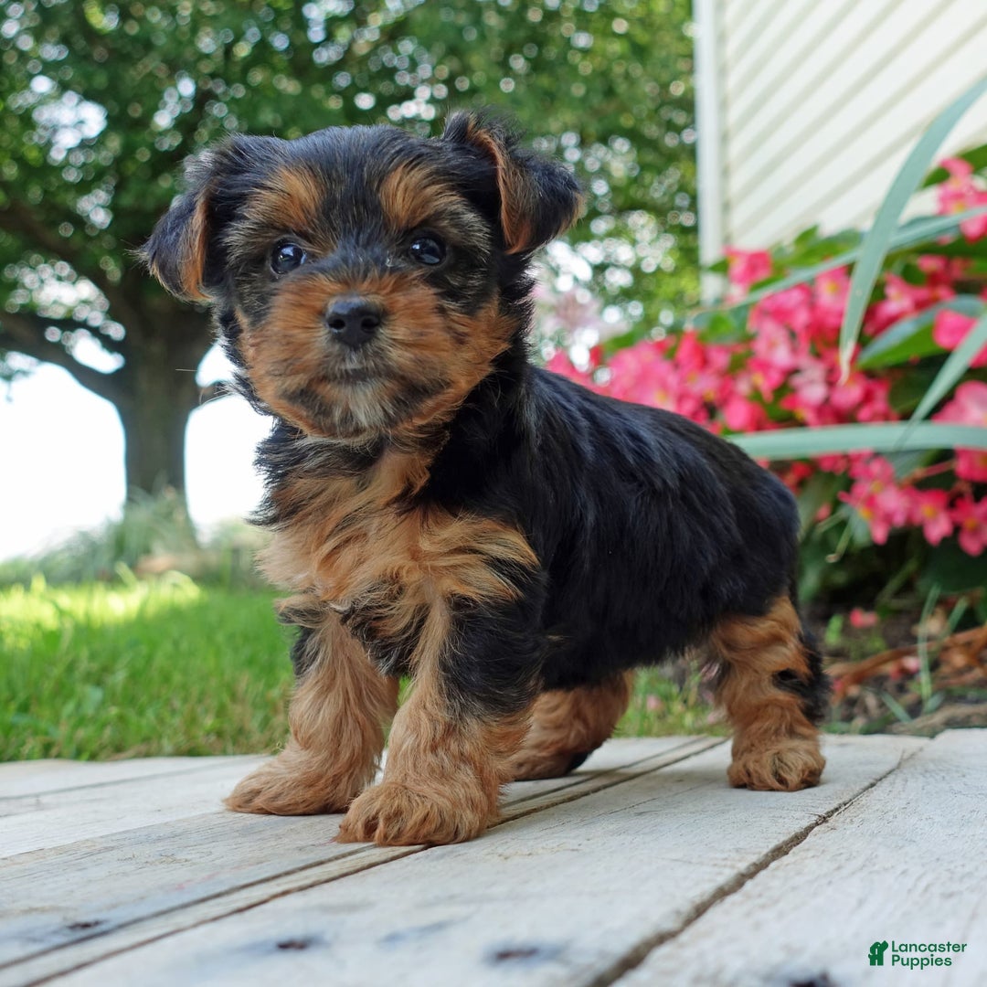 Yorkshire Terrier dogs for sale: Tia - Image 3