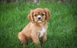 Cavalier King Charles Spaniel dogs for sale: Clifford - Image 13