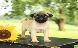 Pug dogs for sale: Royal - Image 1