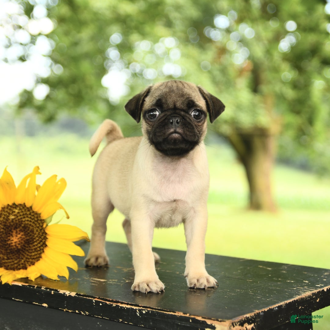 Pug dogs for sale: Royal - Image 1
