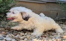 Teddy Bear dogs for sale: Cotton - Image 11