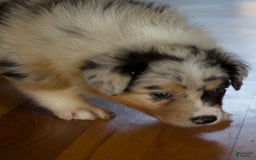 Australian Shepherd dogs for sale: Strawberry - Image 8