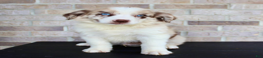 Tootles