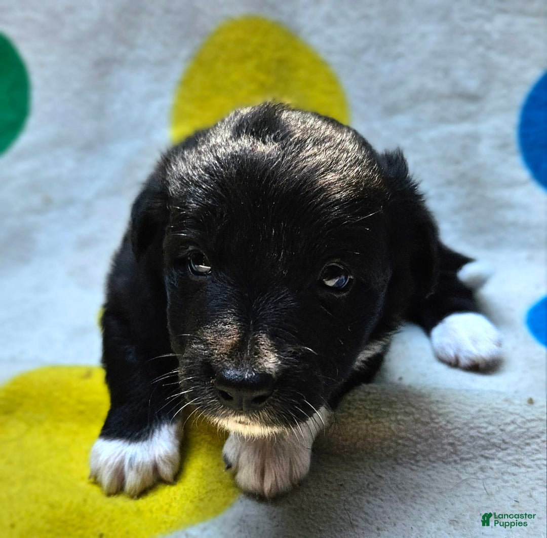 Border Collie dogs for sale: Francis - Image 15