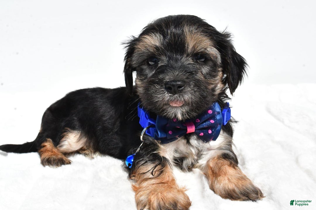 Morkie dogs for sale: Hans - Image 4