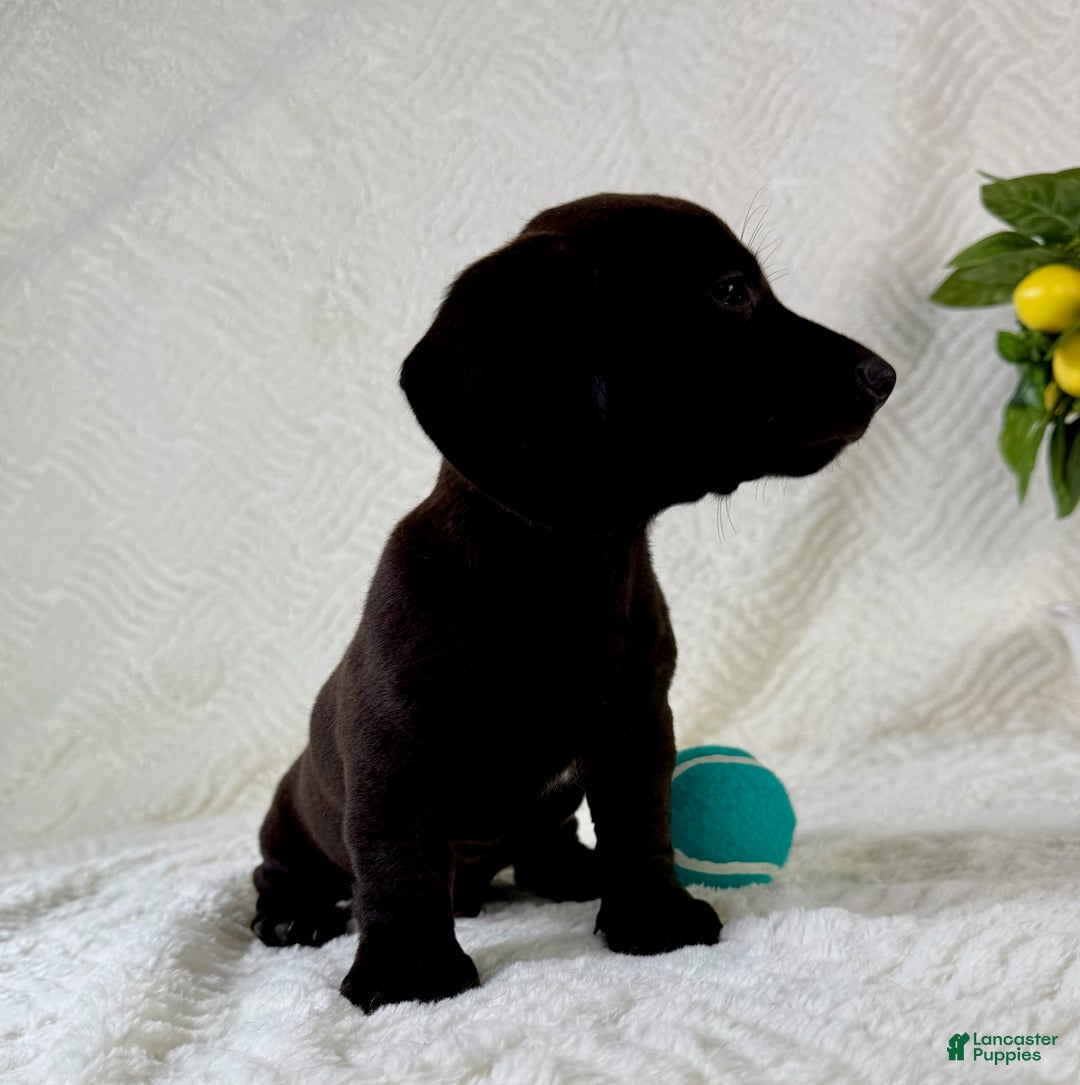 Miniature Dachshund dogs for sale: Miniature Dachshund 2 puppies - Image 9